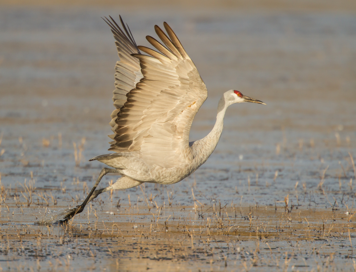 Crane takes flight